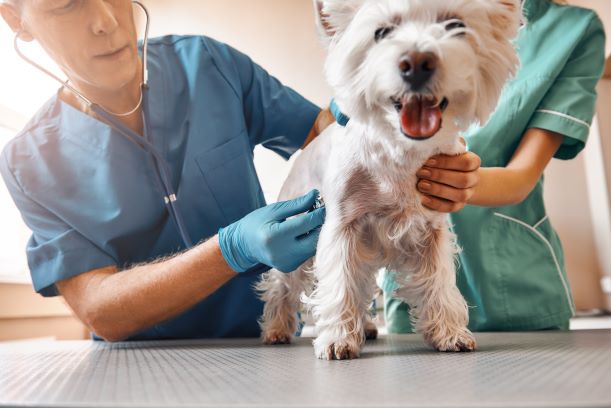 veterinarian with small dog