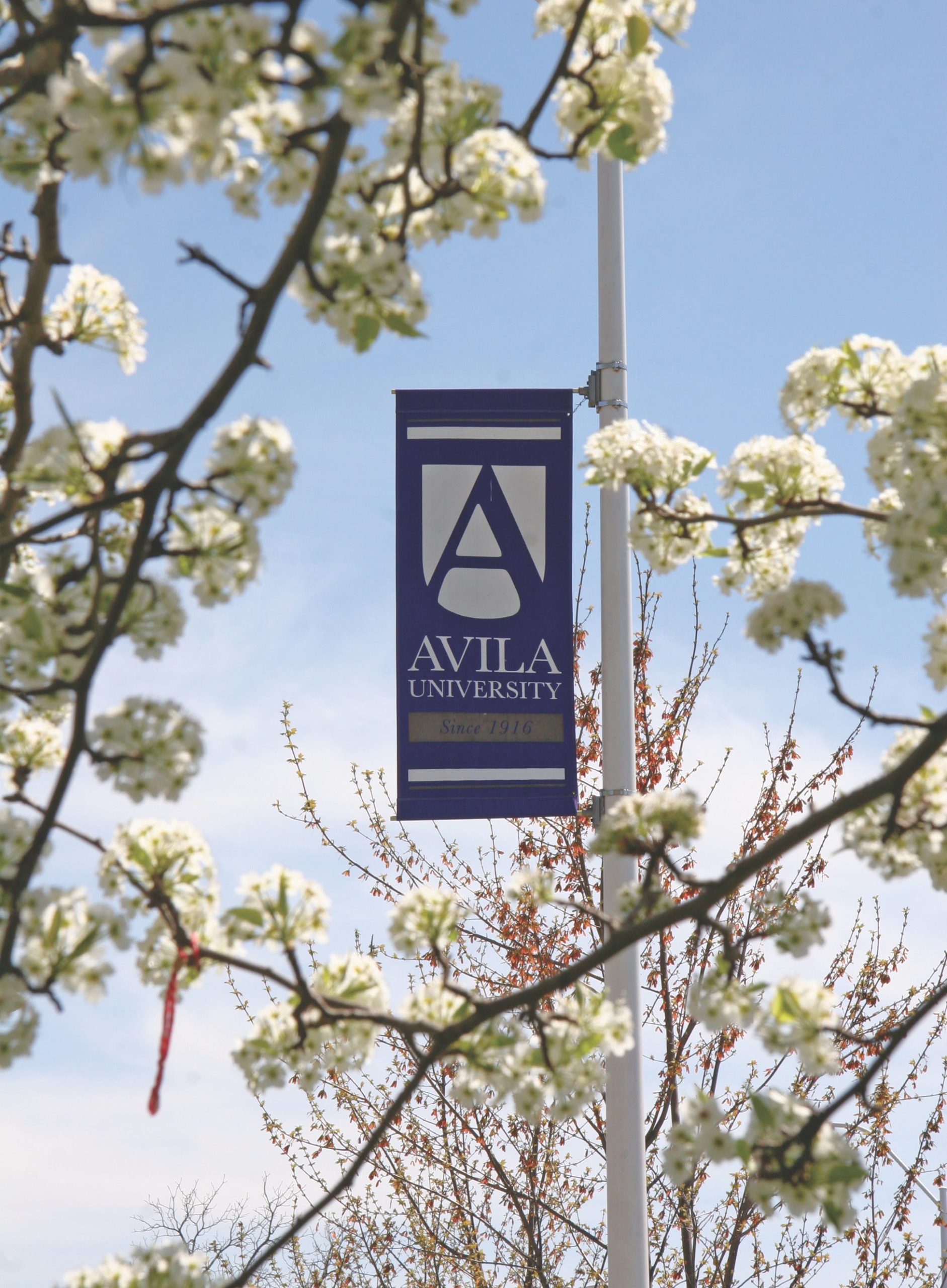 Avila university light pole banner framed by tree blossums
