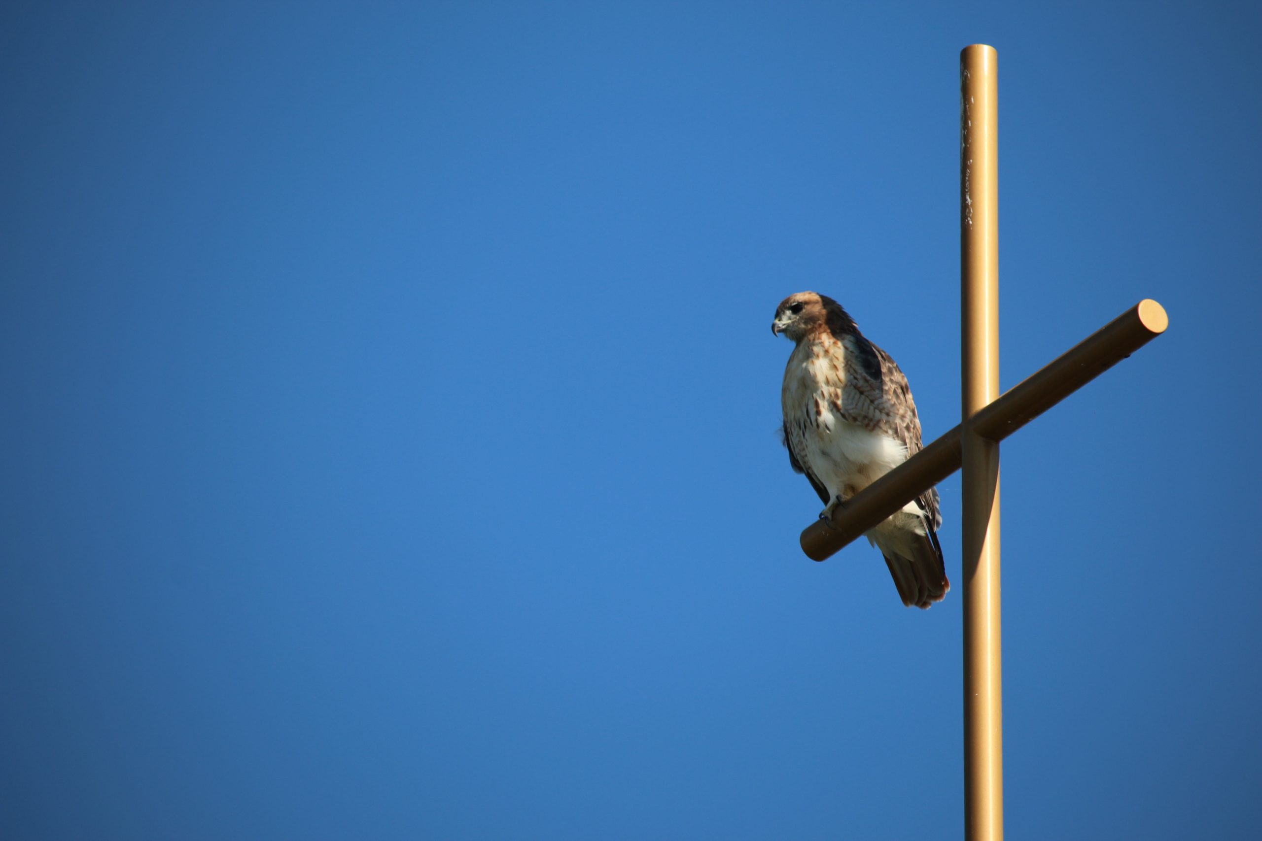 Red-tailed hawk perched on the cross above Foyle Hall