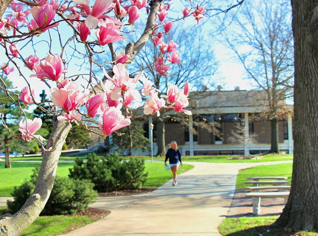 Student walking on campus framed by magnolia blooms