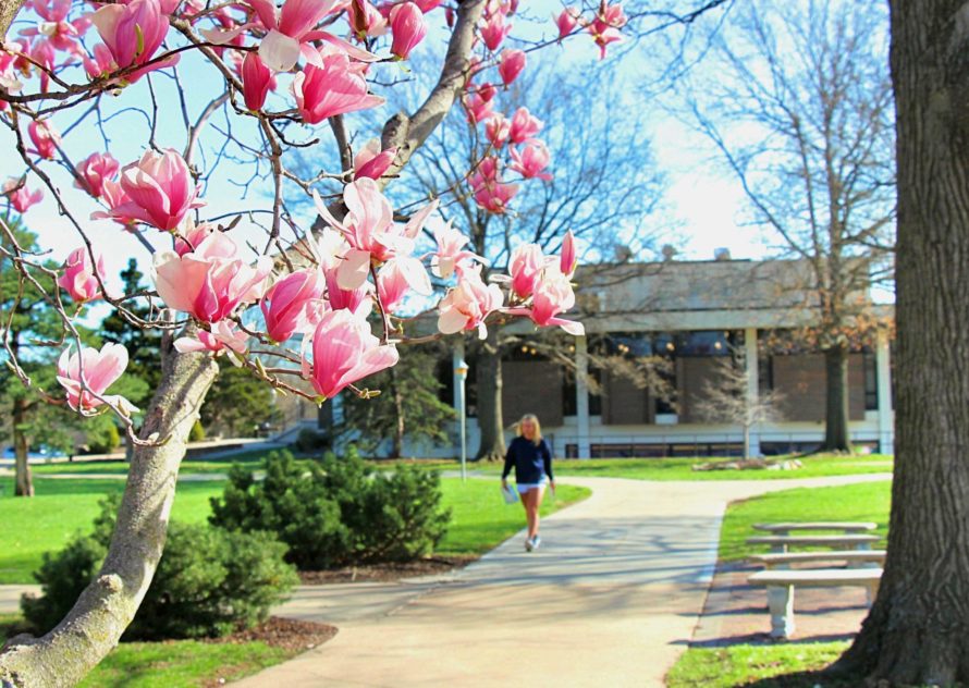 Student walking on campus framed by magnolia blooms