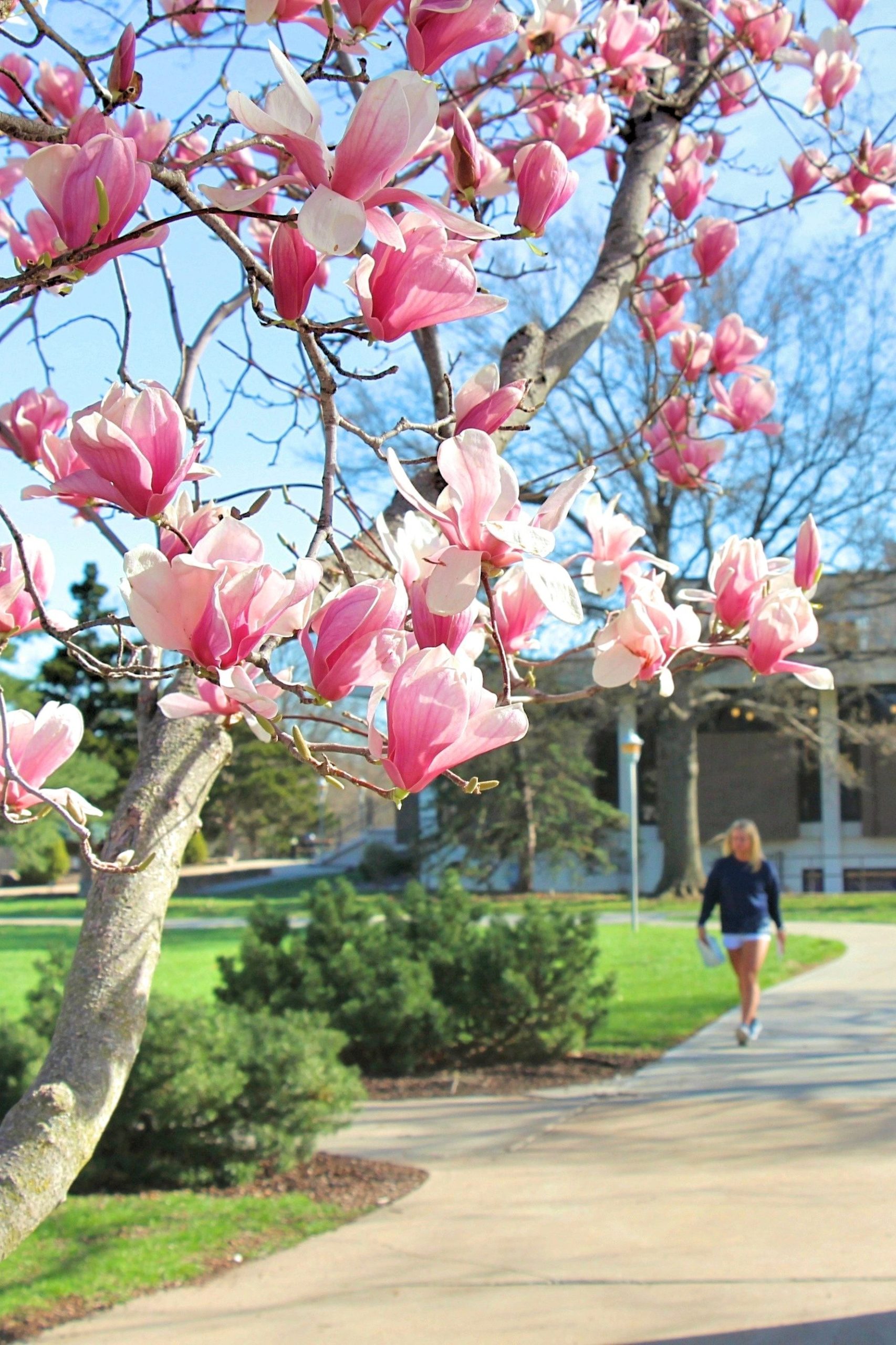 Student walking toward camera framed by magnolia flowers