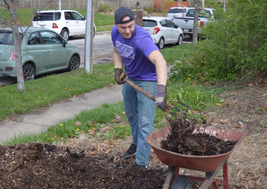 Student using a pitchfork to load garden mulch into a wheelbarrow
