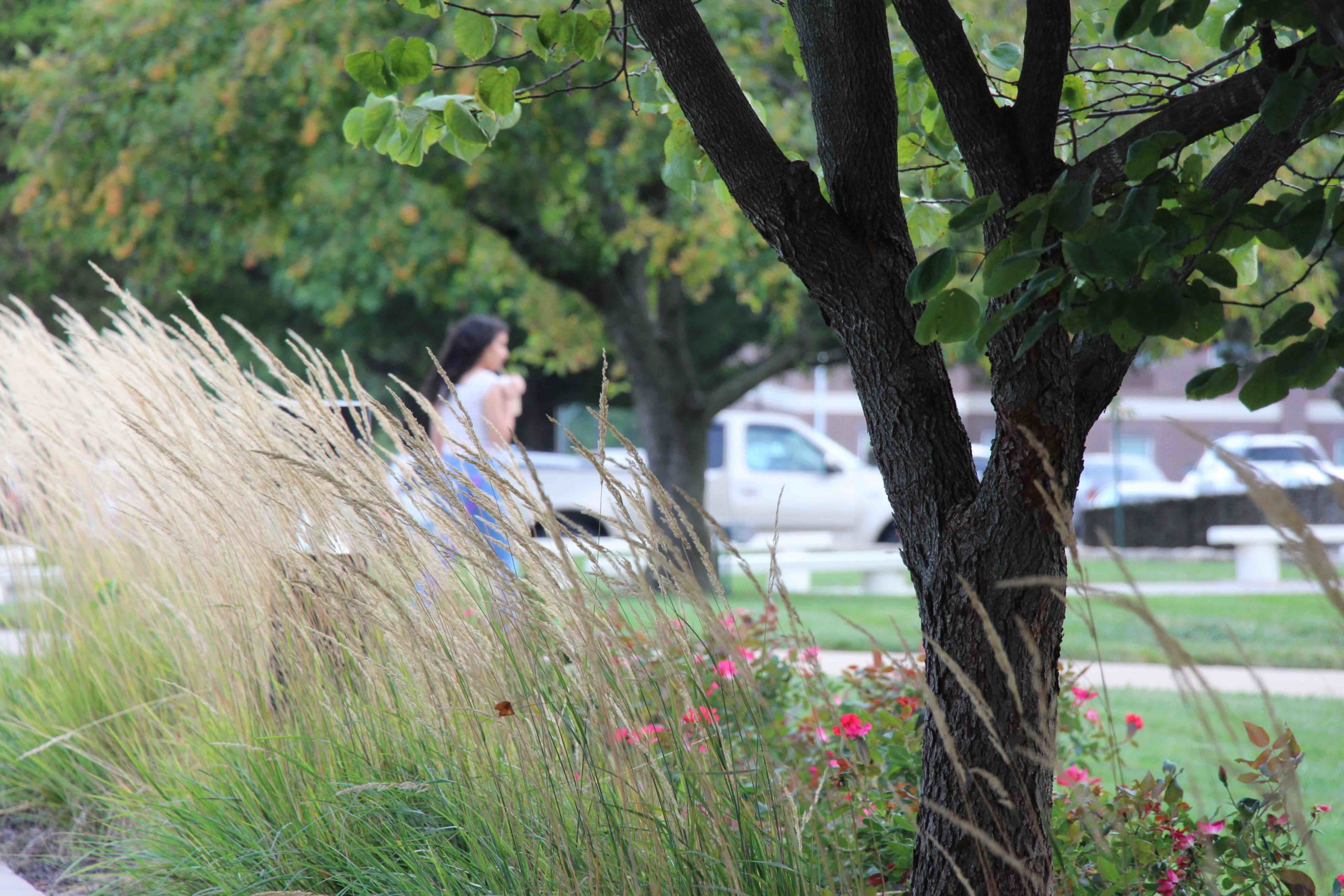 A student walks on campus behind a planting of native grasses