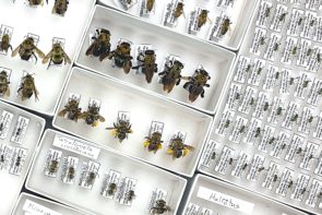 Collection of native prairie bees from Dr. Karin Gastreich's research
